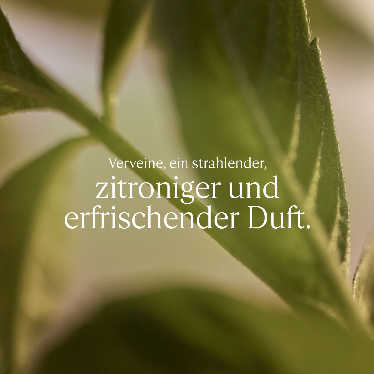 Verbene Flüssigseife Nachfüllpackung