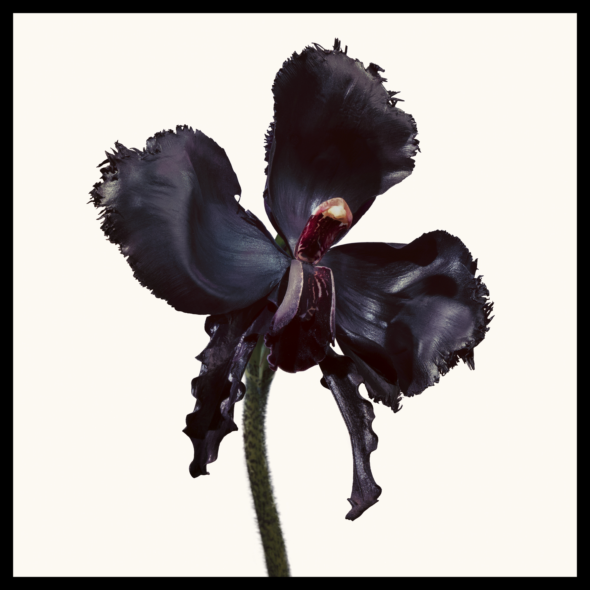 Black Orchid Discovery Collection