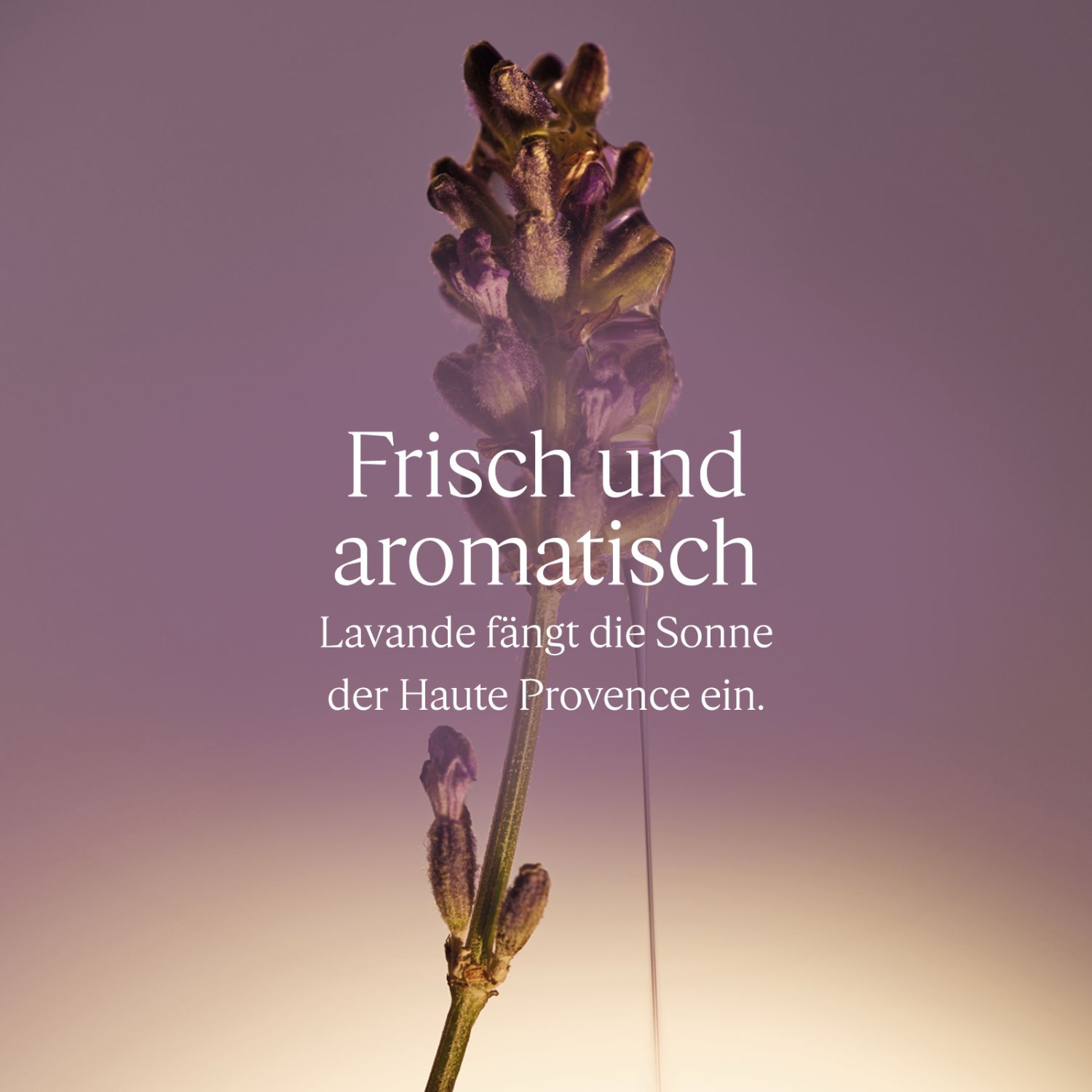 Lavendel Flüssigseife Nachfüllpackung