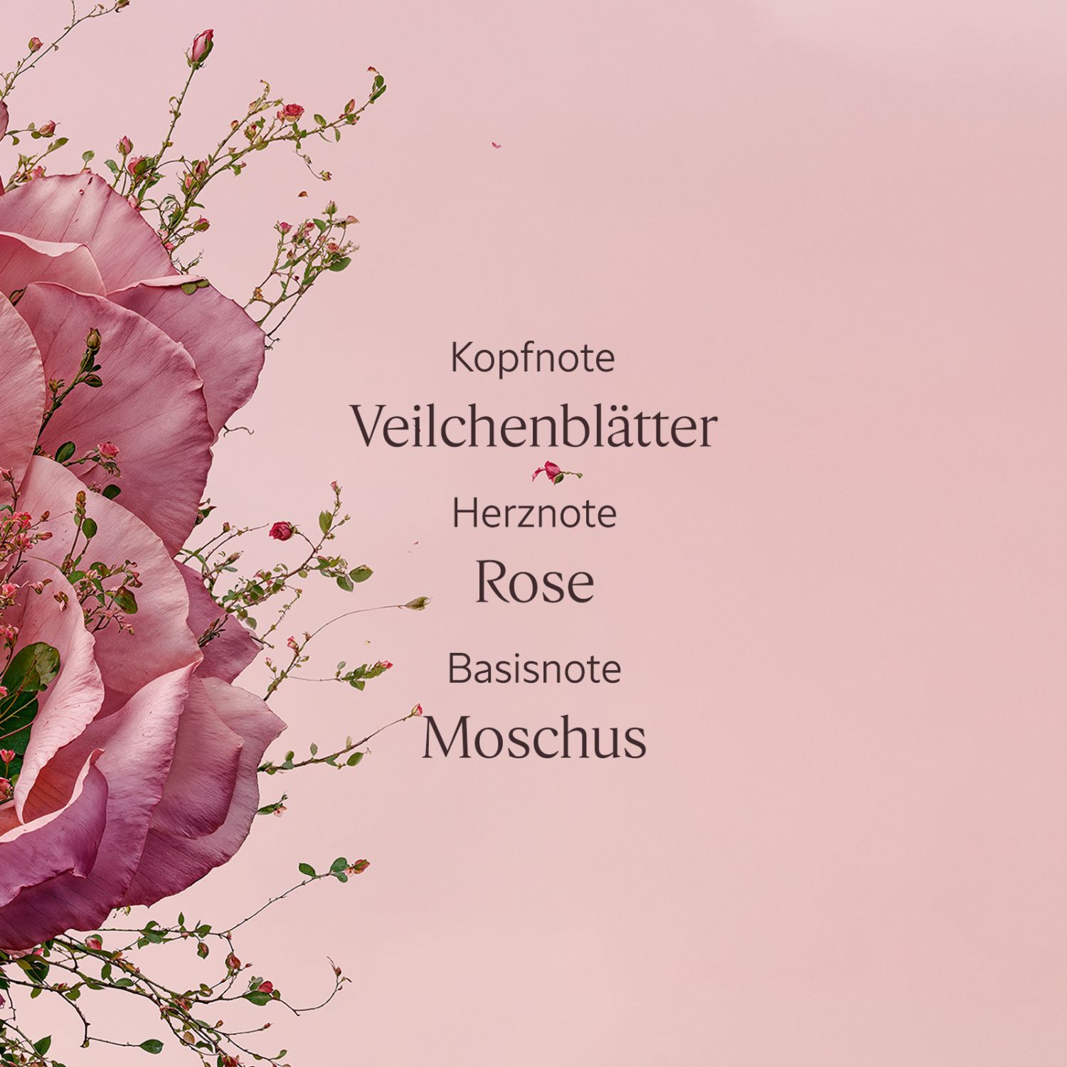 Rose Körpermilch