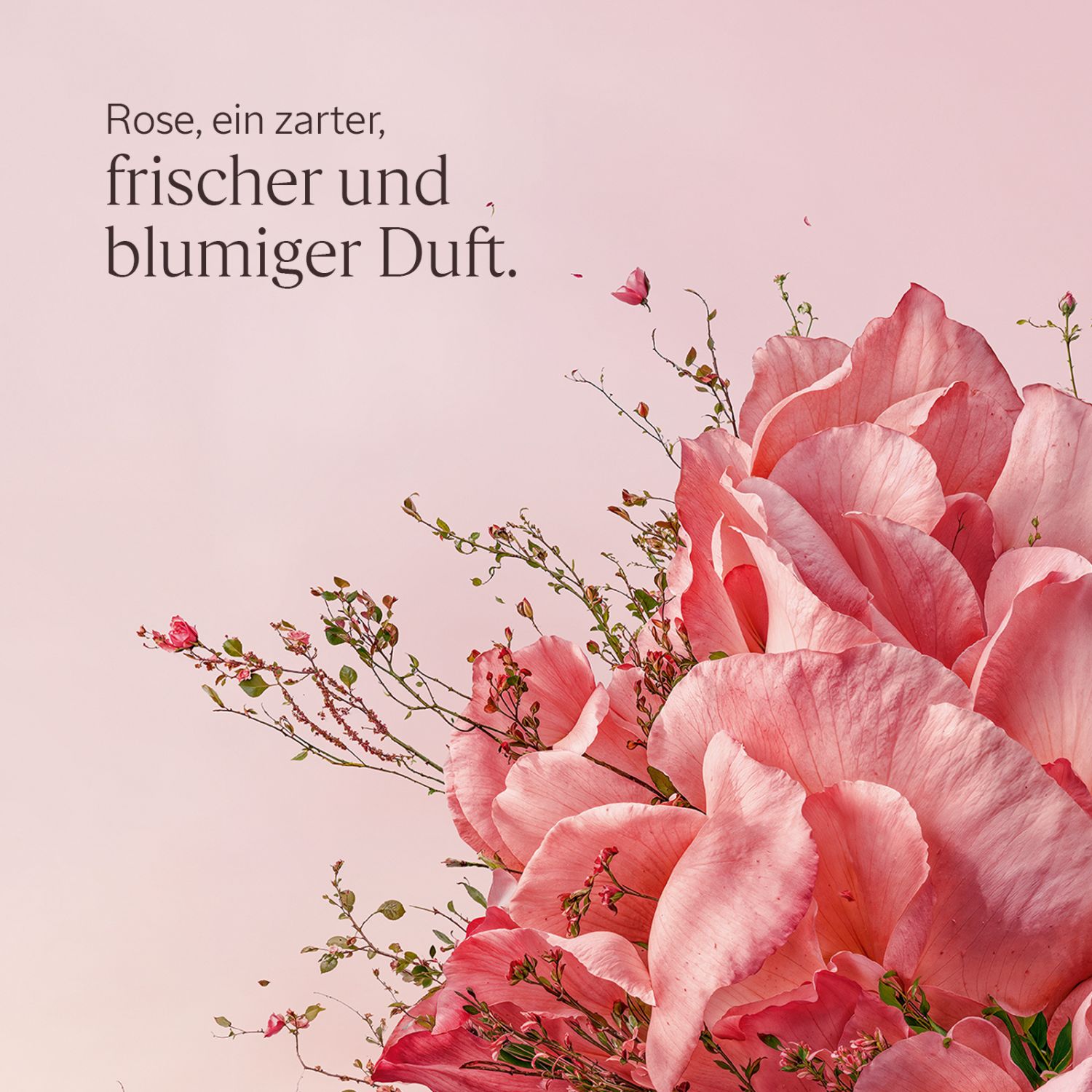 Rose Körpermilch